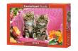 Puzzle Kittens on Garden Chair 1000. Wydawca: Castorland. Dadada.pl Opakowanie Puzzle Kittens on Garden Chair 1000