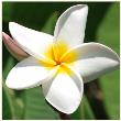 Opakowanie Karnet kwiat - plumeria DaVinci 16x16 cm + koperta (B2W 202 001)