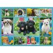 Opakowanie Puzzle 500 Ładne pieski
