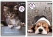 Opakowanie Zeszyt A5 w linie 60 kartek The Sweet Pets 5 sztuk mix