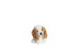 Opakowanie Molli Toys Piesek Cocker Spaniel 17 cm