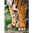 Puzzle 500 Bengal Tiger Cub. Wydawca: Clementoni. Dadada.pl Opakowanie Puzzle 500 Bengal Tiger Cub