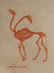 Notes Bicephalous. Wydawca: Episteme. Dadada.pl Opakowanie Notes Bicephalous