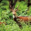 Karnet kwadrat z kopertą A Chital Deer. Autor: Irena Brignull. Dadada.pl Okładka książki Karnet kwadrat z kopertą A Chital Deer