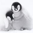 Opakowanie Karnet kwadrat z kopertą A pair of Emperor Penguin chicks