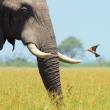 Karnet kwadrat z kopertą African Bull Elephant. Autor: Irena Brignull. Dadada.pl Okładka książki Karnet kwadrat z kopertą African Bull Elephant
