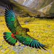 Karnet kwadrat z kopertą Alpine Parrot. Wydawca: Museums & Galleries. Dadada.pl Opakowanie Karnet kwadrat z kopertą Alpine Parrot