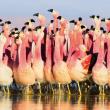 Karnet kwadrat z kopertą Andean Flamingoes. Autor: Irena Brignull. Dadada.pl Okładka książki Karnet kwadrat z kopertą Andean Flamingoes