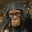 Karnet kwadrat z kopertą Baby Chimp. Wydawca: Museums & Galleries. Dadada.pl Opakowanie Karnet kwadrat z kopertą Baby Chimp