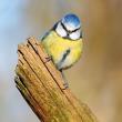 Karnet kwadrat z kopertą Blue Tit. Autor: Irena Brignull. Dadada.pl Okładka książki Karnet kwadrat z kopertą Blue Tit