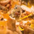 Karnet kwadrat z kopertą Chipmunk with an acorn. Autor: Irena Brignull. Dadada.pl Okładka książki Karnet kwadrat z kopertą Chipmunk with an acorn