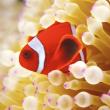 Karnet kwadrat z kopertą Clownfish in sea anemone. Autor: Irena Brignull. Dadada.pl Okładka książki Karnet kwadrat z kopertą Clownfish in sea anemone