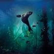 Karnet kwadrat z kopertą Galapagos Sea Lion. Autor: Irena Brignull. Dadada.pl Okładka książki Karnet kwadrat z kopertą Galapagos Sea Lion