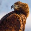 Karnet kwadrat z kopertą Golden Eagle. Wydawca: Museums & Galleries. Dadada.pl Opakowanie Karnet kwadrat z kopertą Golden Eagle