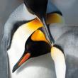 Karnet kwadrat z kopertą King Penguins. Autor: Irena Brignull. Dadada.pl Okładka książki Karnet kwadrat z kopertą King Penguins