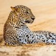 Karnet kwadrat z kopertą Leopard in sand. Autor: Irena Brignull. Dadada.pl Okładka książki Karnet kwadrat z kopertą Leopard in sand