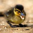 Karnet kwadrat z kopertą Mallard Duckiling. Autor: Irena Brignull. Dadada.pl Okładka książki Karnet kwadrat z kopertą Mallard Duckiling