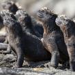 Karnet kwadrat z kopertą Marine Iguanas. Autor: Irena Brignull. Dadada.pl Okładka książki Karnet kwadrat z kopertą Marine Iguanas