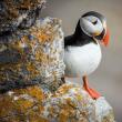 Karnet kwadrat z kopertą Puffin. Autor: Irena Brignull. Dadada.pl Okładka książki Karnet kwadrat z kopertą Puffin