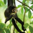 Karnet kwadrat z kopertą Spider Monkey. Autor: Irena Brignull. Dadada.pl Okładka książki Karnet kwadrat z kopertą Spider Monkey