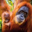 Karnet kwadrat z kopertą Sumatran Orangutan and Baby. Autor: Irena Brignull. Dadada.pl Okładka książki Karnet kwadrat z kopertą Sumatran Orangutan and Baby