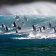 Karnet kwadrat z kopertą Surfing Bottlenose Doplhins. Autor: Irena Brignull. Dadada.pl Okładka książki Karnet kwadrat z kopertą Surfing Bottlenose Doplhins