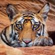 Karnet kwadrat z kopertą Tiger cub. Wydawca: Museums & Galleries. Dadada.pl Opakowanie Karnet kwadrat z kopertą Tiger cub