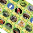 Opakowanie Memory Game - Animals (folia) REGIPIO