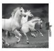 Opakowanie Pamiętnik z kłódką Horse PP19HS-3640 PASO