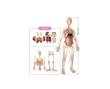 Opakowanie Edu - Model człowieka 56cm