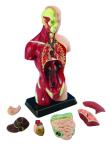 Opakowanie Edu - Model człowieka tors 27cm