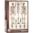 Opakowanie The Skeletal System6000-3970