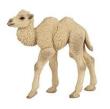 Opakowanie Wielbłąd dwugarbny młody
