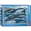 Opakowanie Puzzle 1000 Wieloryby i delfiny 6000-0082