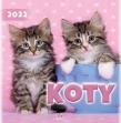 Opakowanie Kalendarz 2022 Ścienny Koty ARTSEZON