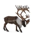 Okładka książki Renifer Woodland Caribou