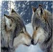 Opakowanie Diamentowa mozaika dwa wilki zimowy las NO-1008519