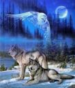 Opakowanie Diamentowa mozaika wilki sowa nocą NO-1005269