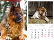 Opakowanie Kalendarz 2025 ścienny Psy