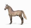Opakowanie Morgan Stallion - Silver Grulla