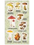 Opakowanie Naklejki Trujące grzyby