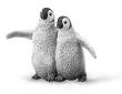 Opakowanie Pingwin cesarski młode