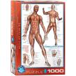 Opakowanie Puzzle 1000 The Muscular System 6000-2015