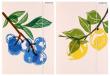 Teczka z gumką A4 Fruits. Wydawca: Starpak. Dadada.pl Opakowanie Teczka z gumką A4 Fruits