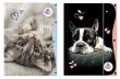 Opakowanie Teczka z gumką A4 The Sweet Pets