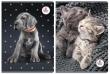 Opakowanie Zeszyt A5/60K kratka The Sweet Pets (5szt)