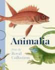 Animalia wer. angielska. Autor: Andrew Brown. Dadada.pl Okładka książki Animalia wer. angielska