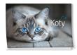 Opakowanie Kalendarz 2027 ścienny albumowy Koty