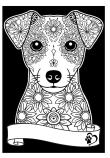 Opakowanie Kolorowanka Welwetowa A4 Jack Russell Terrier