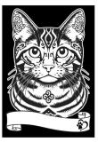 Opakowanie Kolorowanka welwetowa A4 Kot europejski